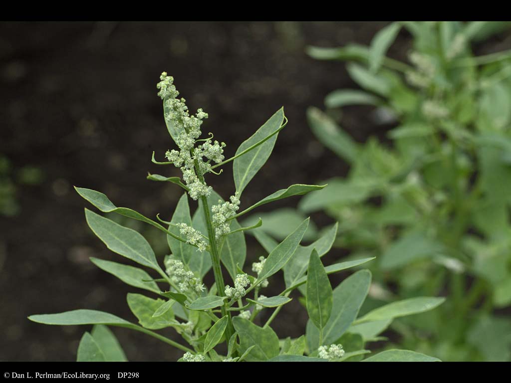 chenopodium quinoa